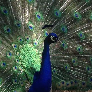 Meet your Posher, Phoenix_feather